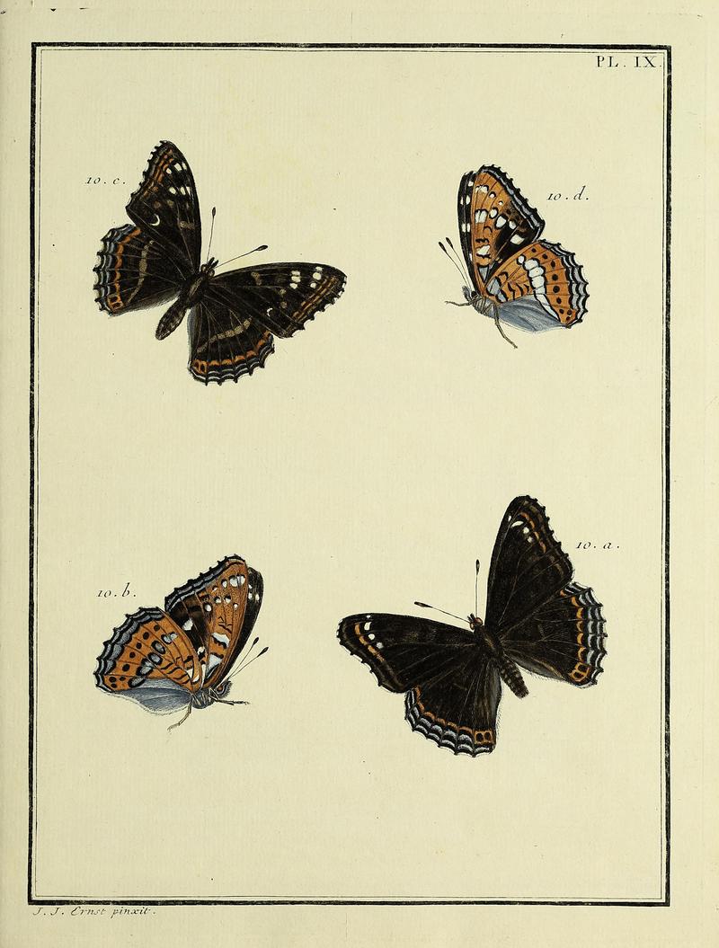 Papillons d'Europe, peints d'après nature.Atlas Plate IX