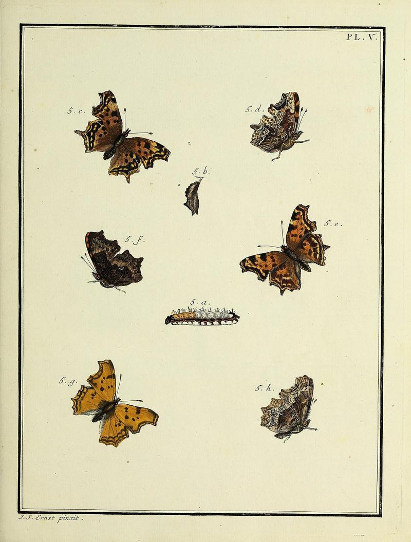 Papillons d'Europe, peints d'après nature.Atlas Plate V