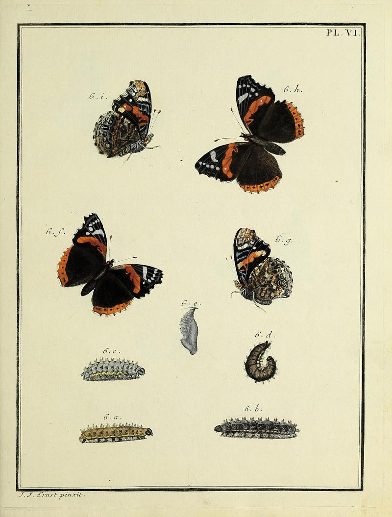 Papillons d'Europe, peints d'après nature.Atlas Plate VI