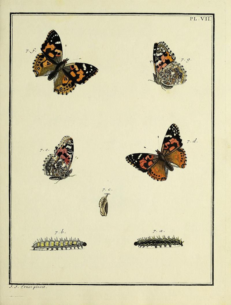 Papillons d'Europe, peints d'après nature.Atlas Plate VII