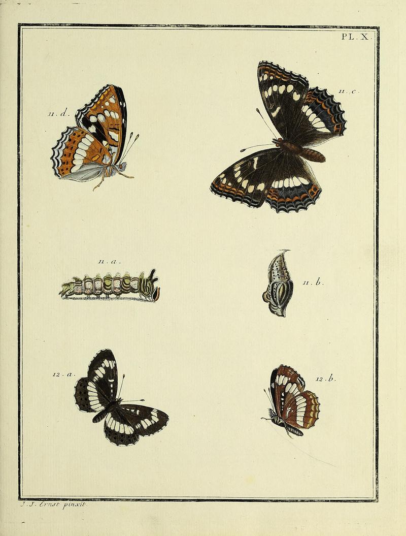 Papillons d'Europe, peints d'après nature.Atlas Plate X