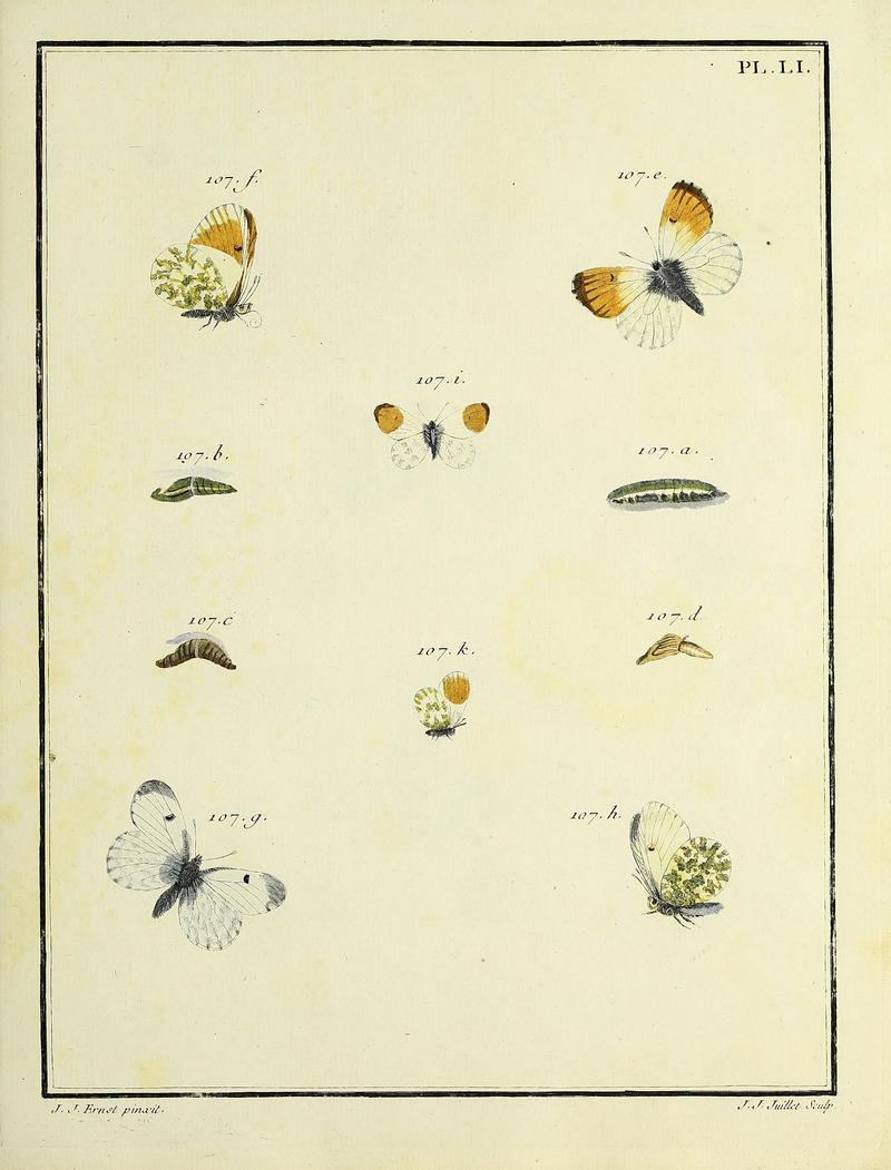 Papillons d'Europe, peints d'après nature.PlateLI