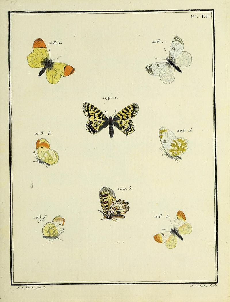 Papillons d'Europe, peints d'après nature.PlateLII