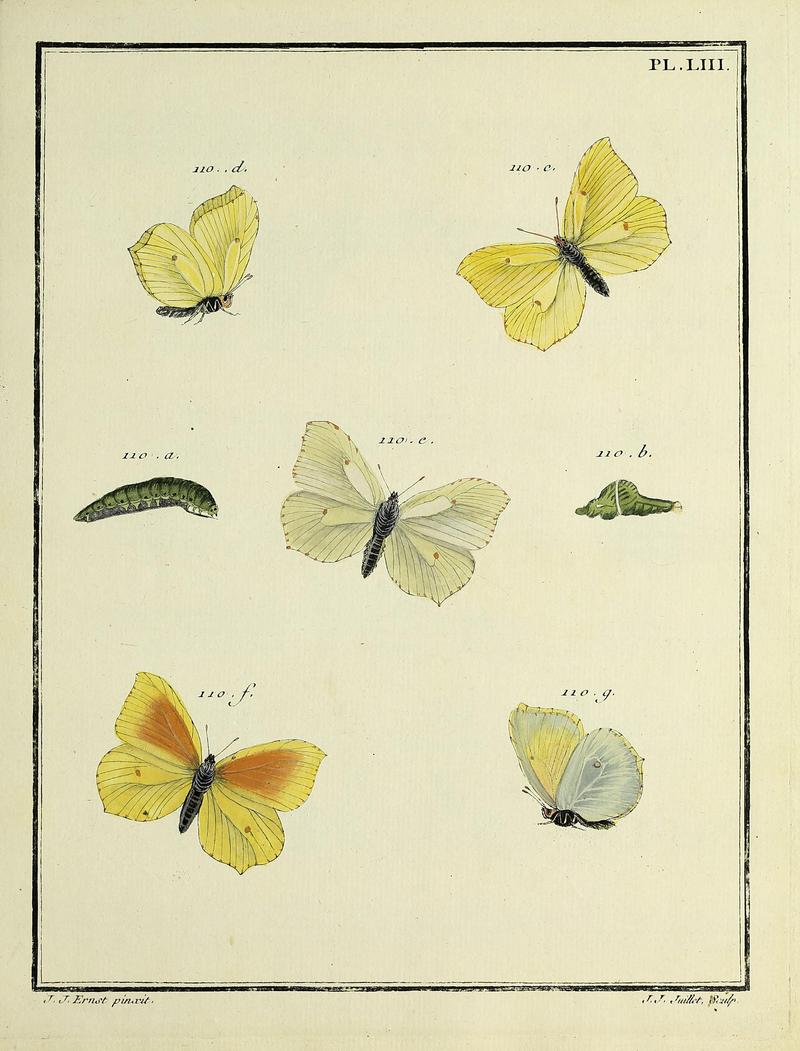 Papillons d'Europe, peints d'après nature.PlateLIII