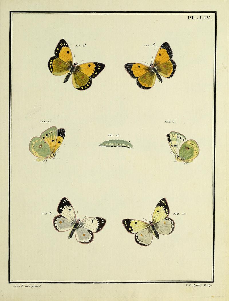 Papillons d'Europe, peints d'après nature.PlateLIV