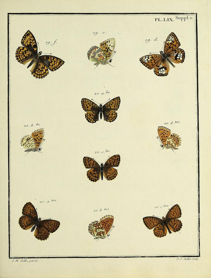 Papillons d'Europe, peints d'après nature.PlateLIXSupplementV