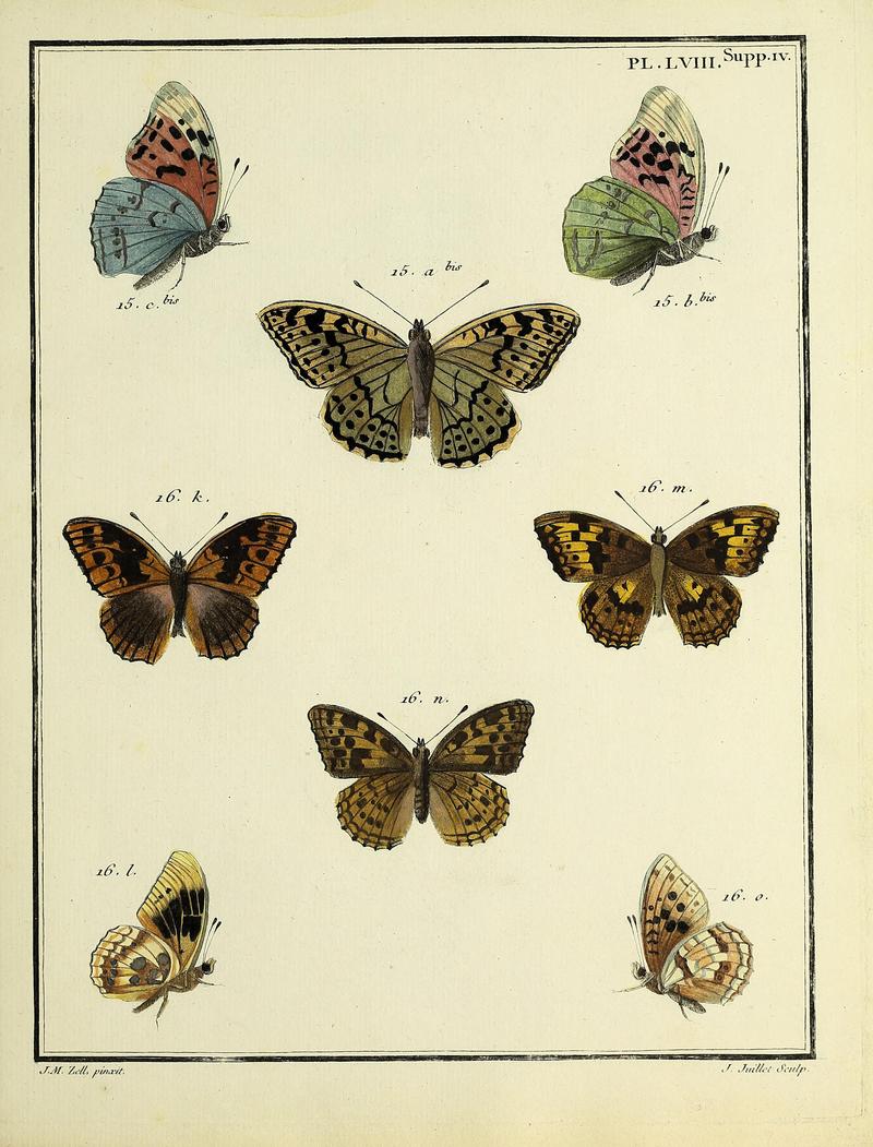 Papillons d'Europe, peints d'après nature.PlateLVIIISupplementIV