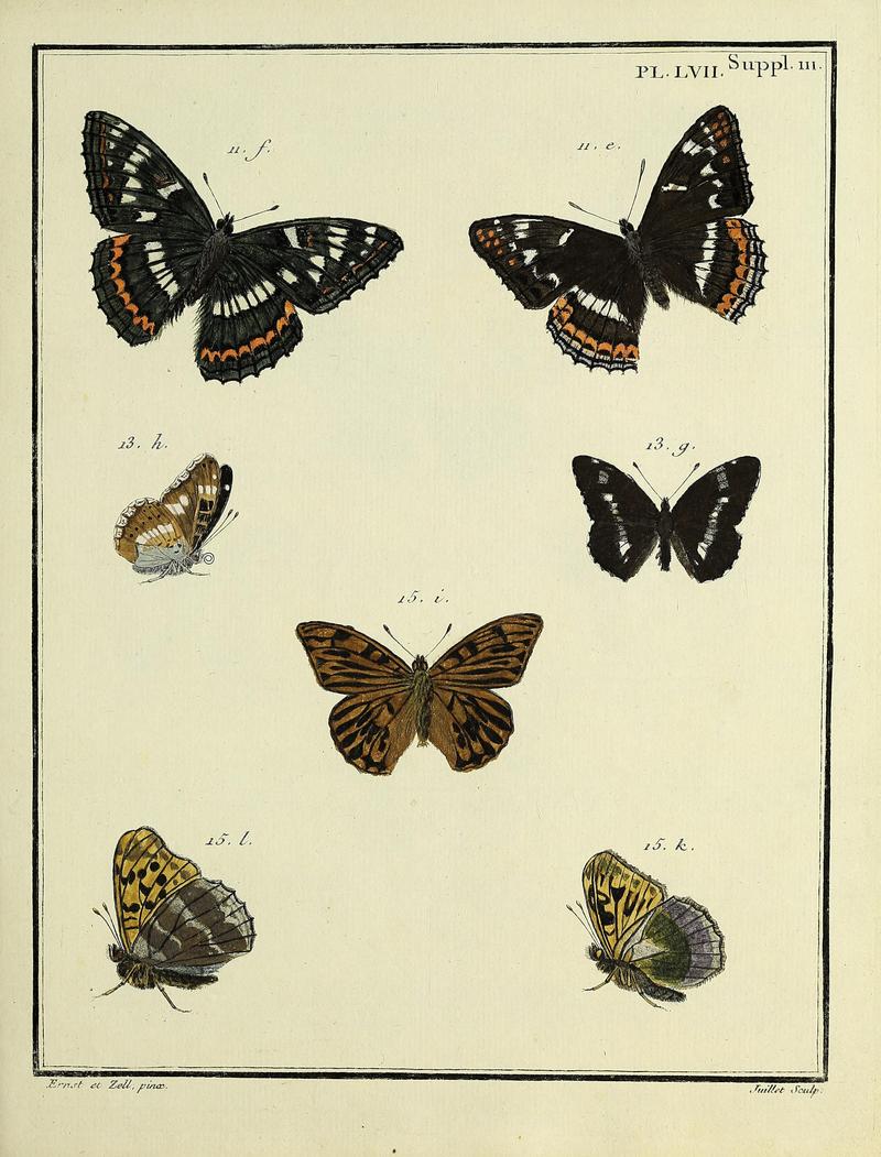 Papillons d'Europe, peints d'après nature.PlateLVIISupplementIII