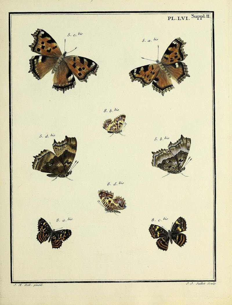 Papillons d'Europe, peints d'après nature.PlateLVISupplementII