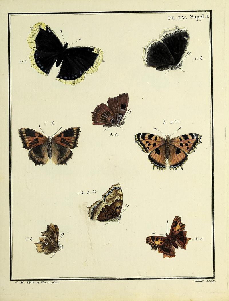 Papillons d'Europe, peints d'après nature.PlateLVSupplement1