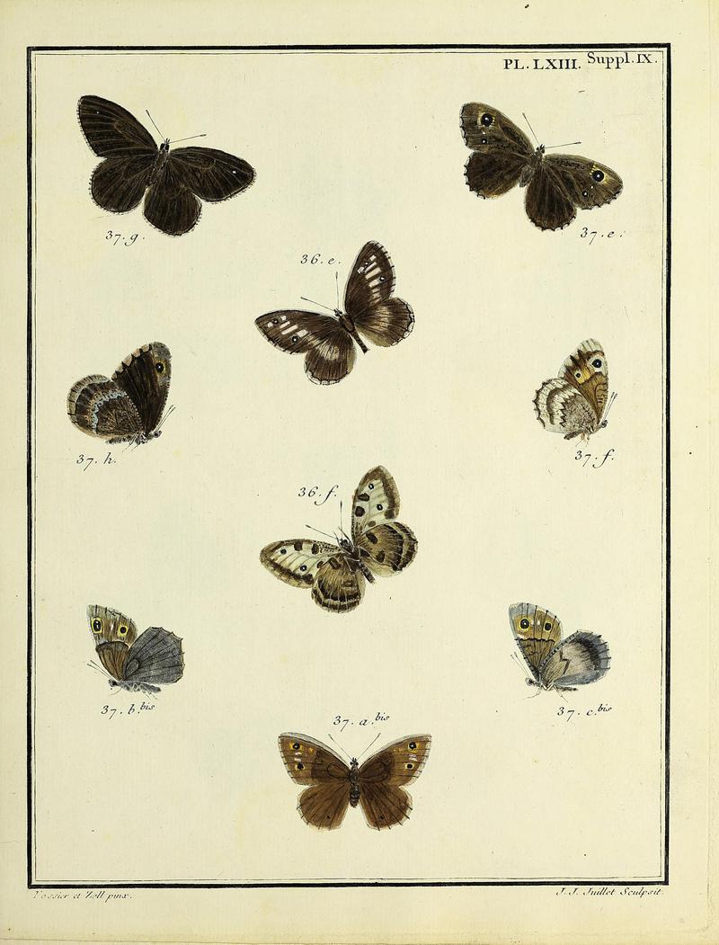 Papillons d'Europe, peints d'après nature.PlateLXIISupplementIX