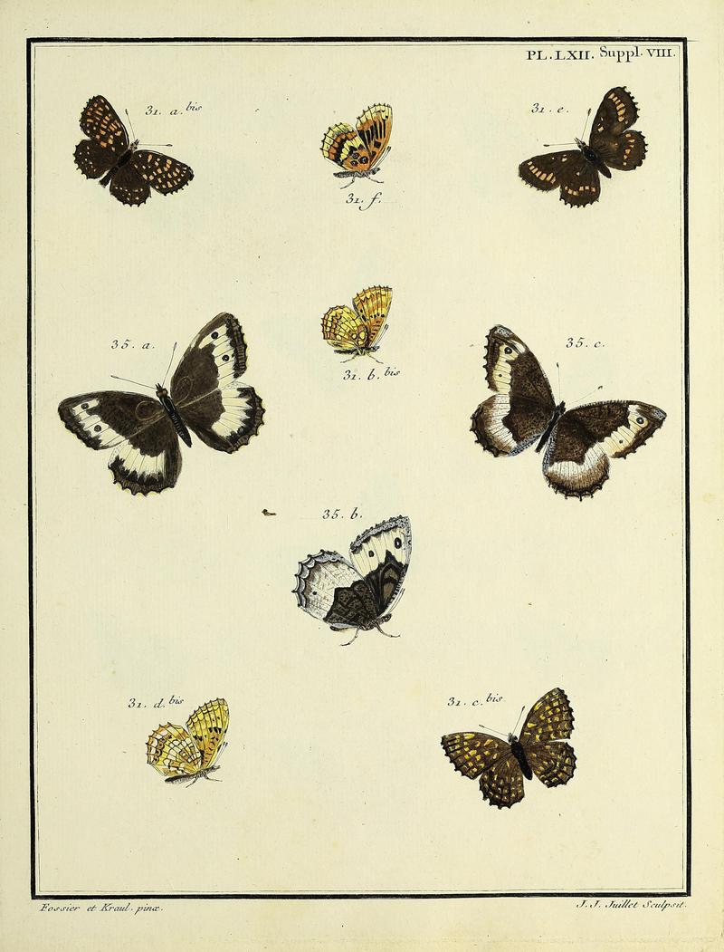 Papillons d'Europe, peints d'après nature.PlateLXIISupplementVII