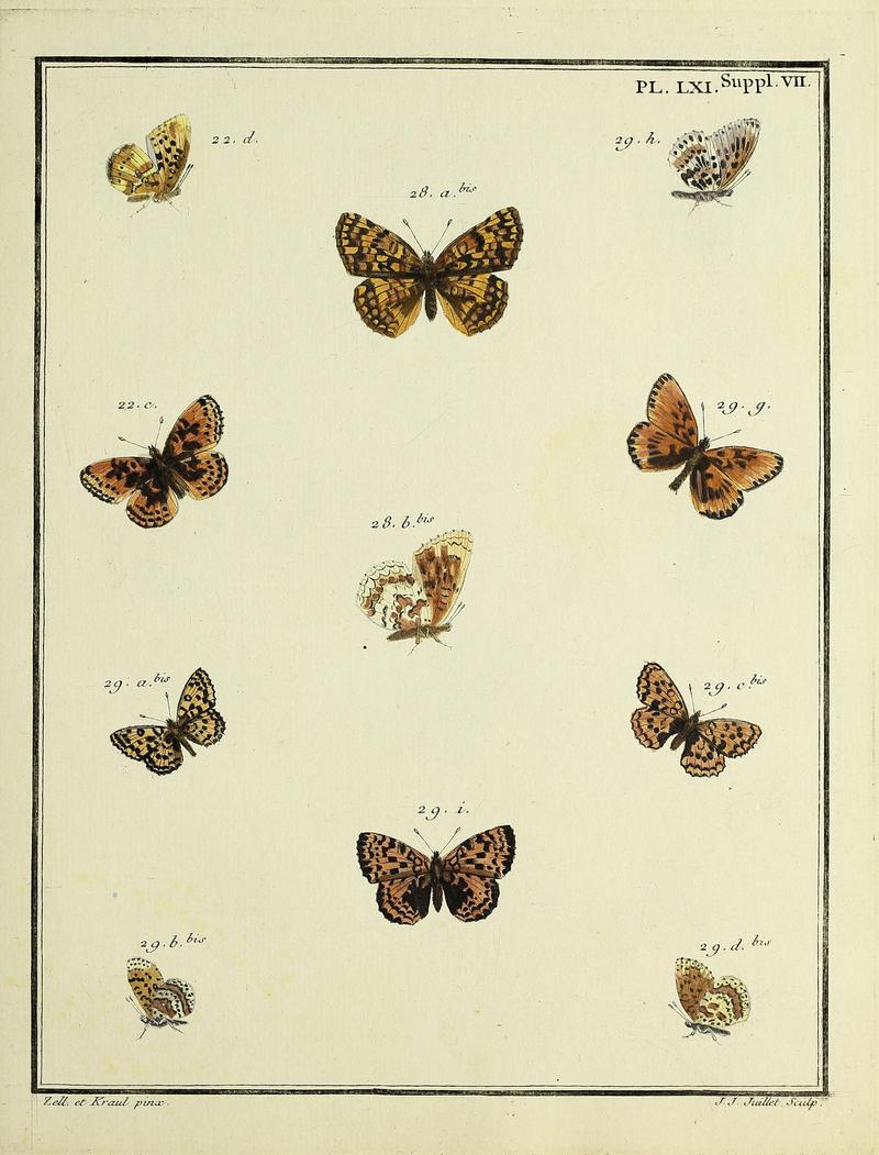 Papillons d'Europe, peints d'après nature.PlateLXISupplementVII