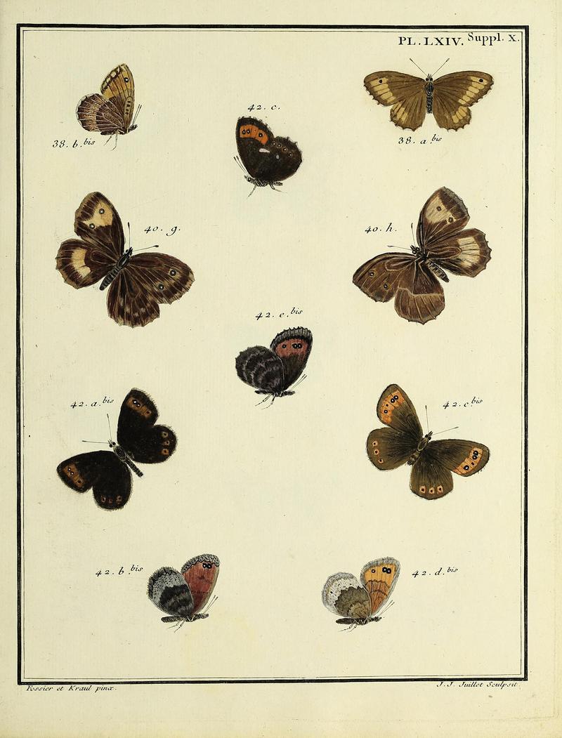 Papillons d'Europe, peints d'après nature.PlateLXIVSupplementX