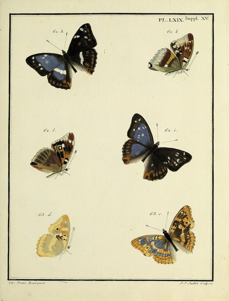 Papillons d'Europe, peints d'après nature.PlateLXIXSupplementXV