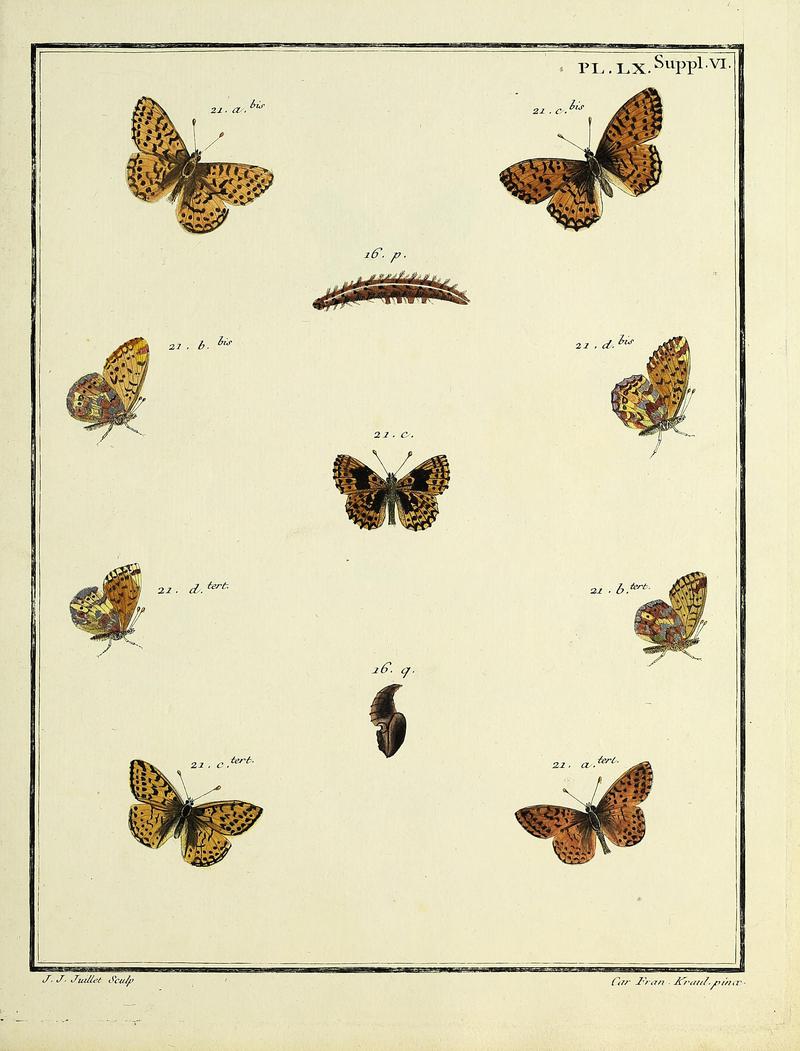 Papillons d'Europe, peints d'après nature.PlateLXSupplementVI