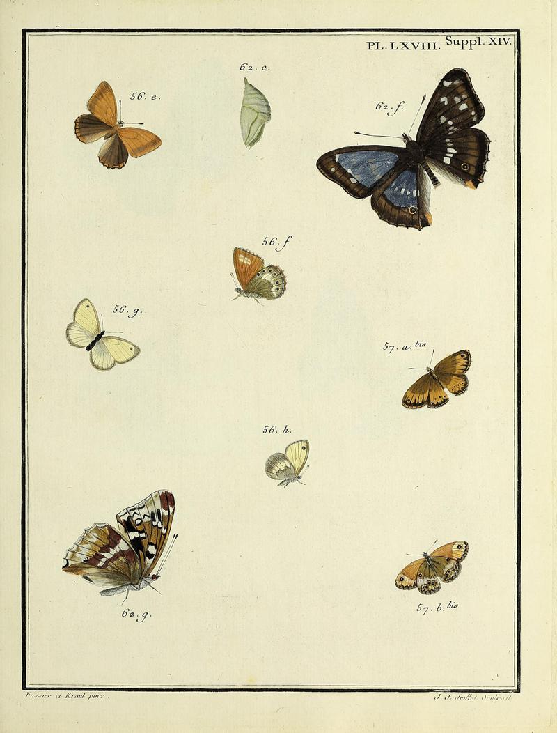 Papillons d'Europe, peints d'après nature.PlateLXVIIISupplementXIV