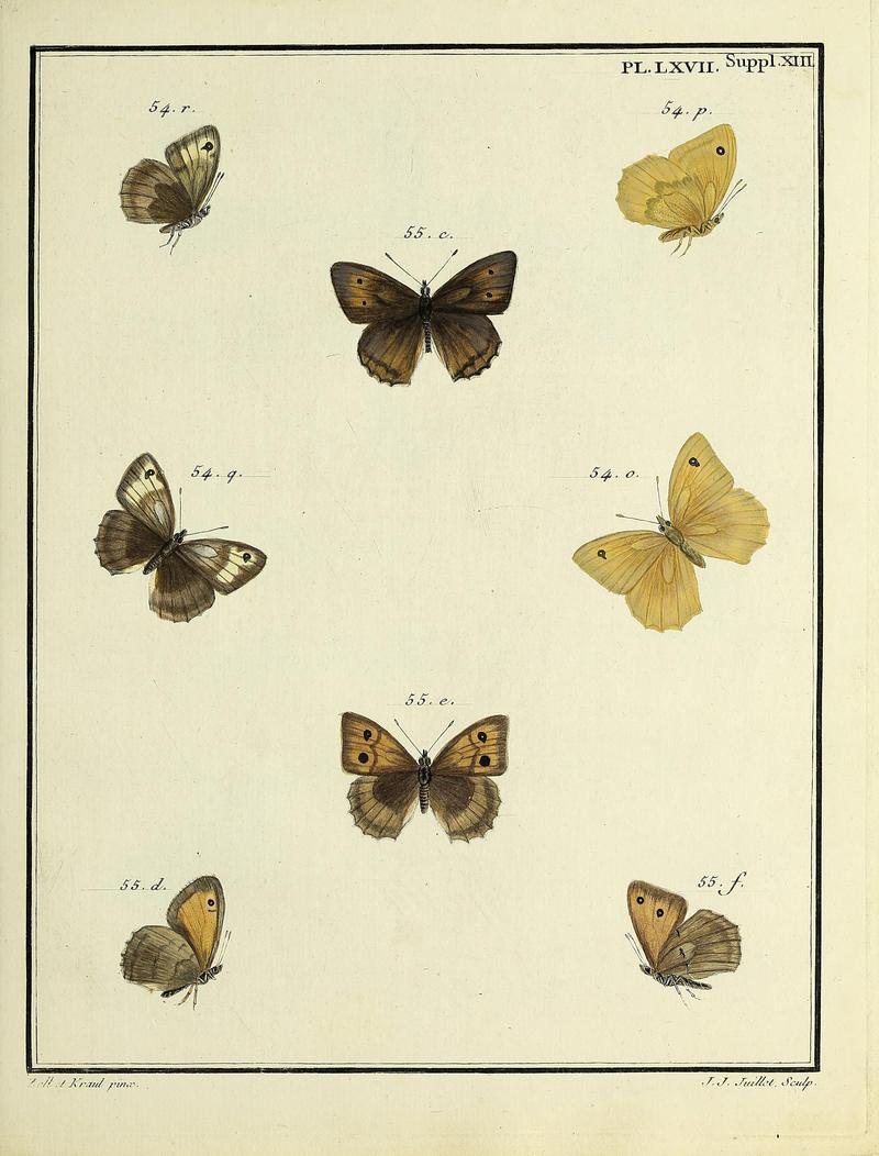 Papillons d'Europe, peints d'après nature.PlateLXVIISupplementXIII