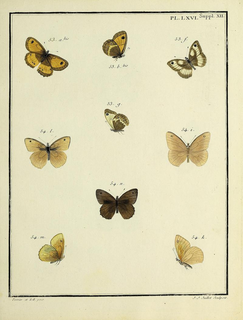 Papillons d'Europe, peints d'après nature.PlateLXVISupplementXII