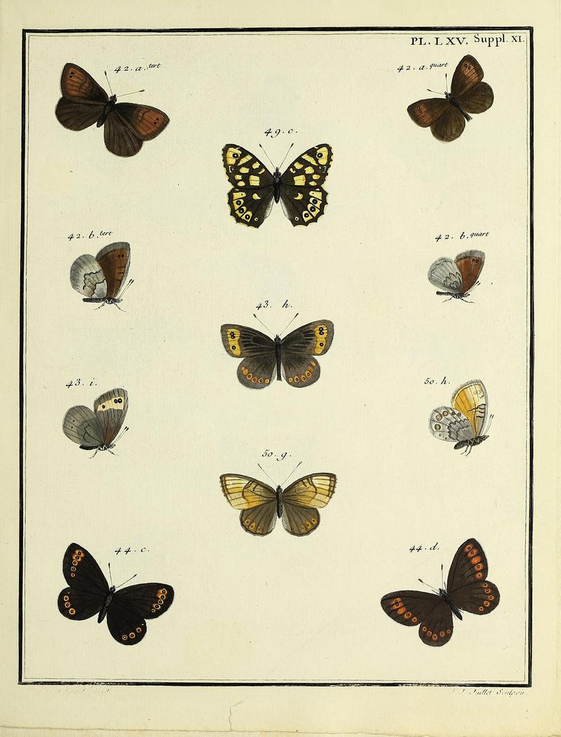 Papillons d'Europe, peints d'après nature.PlateLXVSupplementXI