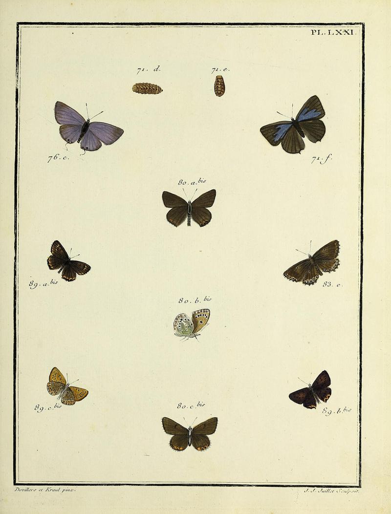Papillons d'Europe, peints d'après nature.PlateLXXI