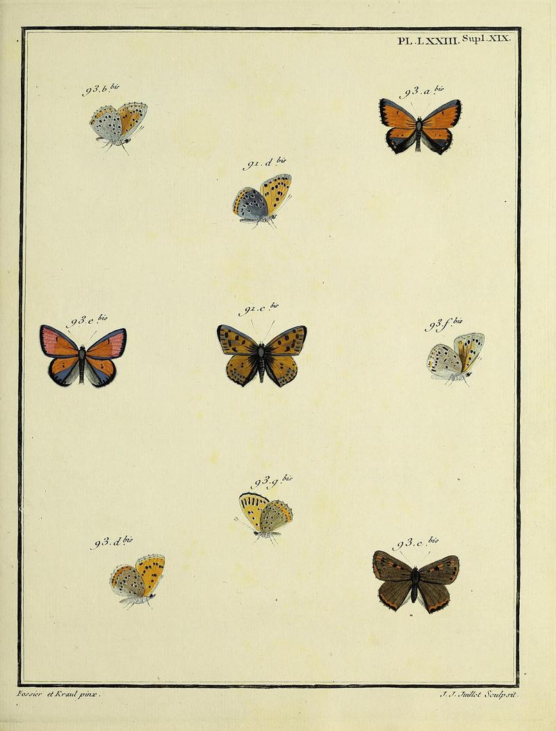 Papillons d'Europe, peints d'après nature.PlateLXXIIISupplementXIX