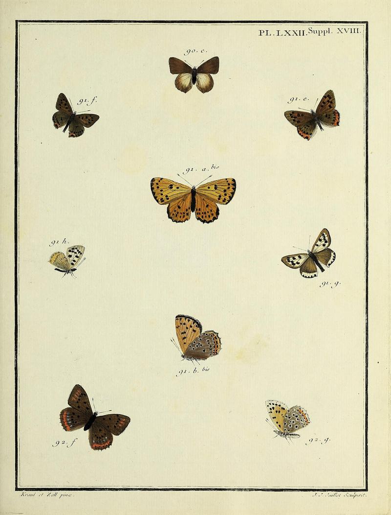 Papillons d'Europe, peints d'après nature.PlateLXXIISupplementXVIII