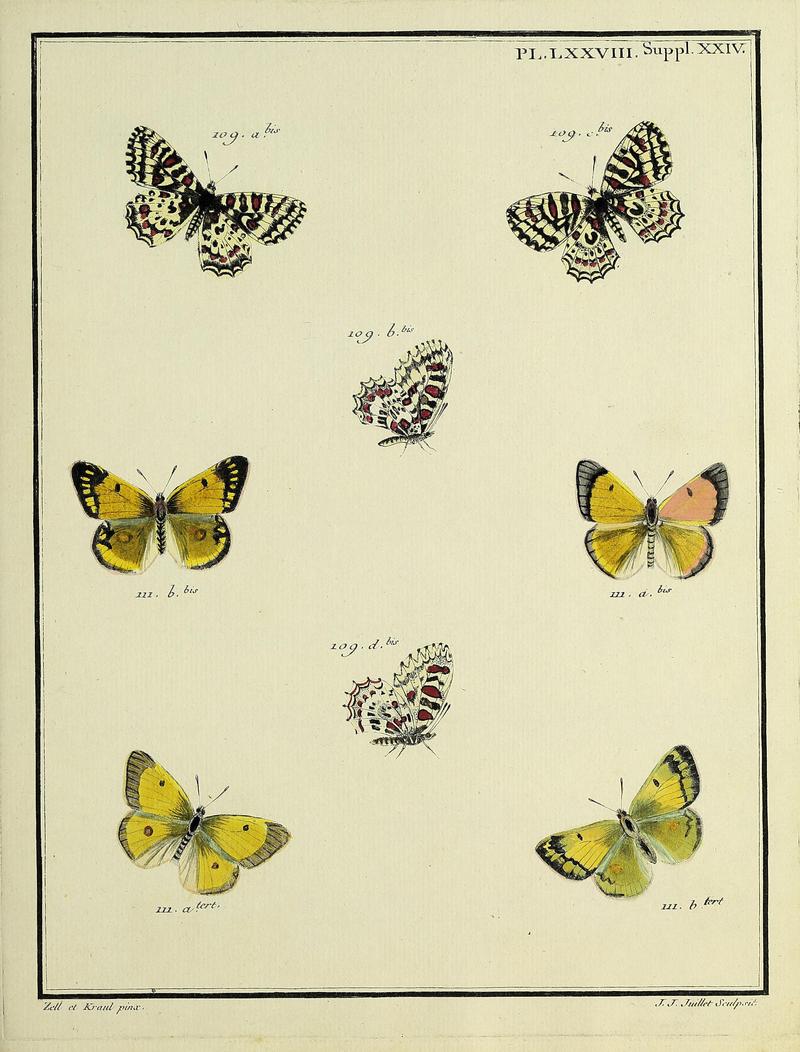 Papillons d'Europe, peints d'après nature.PlateLXXVIIISupplementXXIII