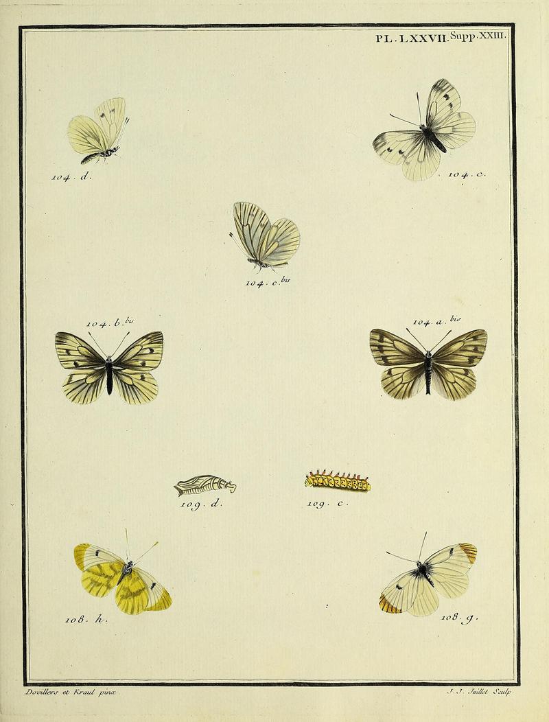Papillons d'Europe, peints d'après nature.PlateLXXVIISupplementXXIII