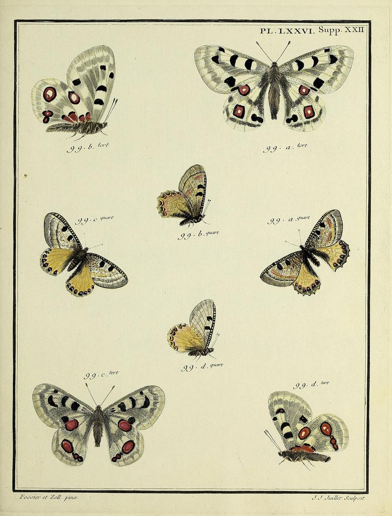 Papillons d'Europe, peints d'après nature.PlateLXXVISupplementXXII