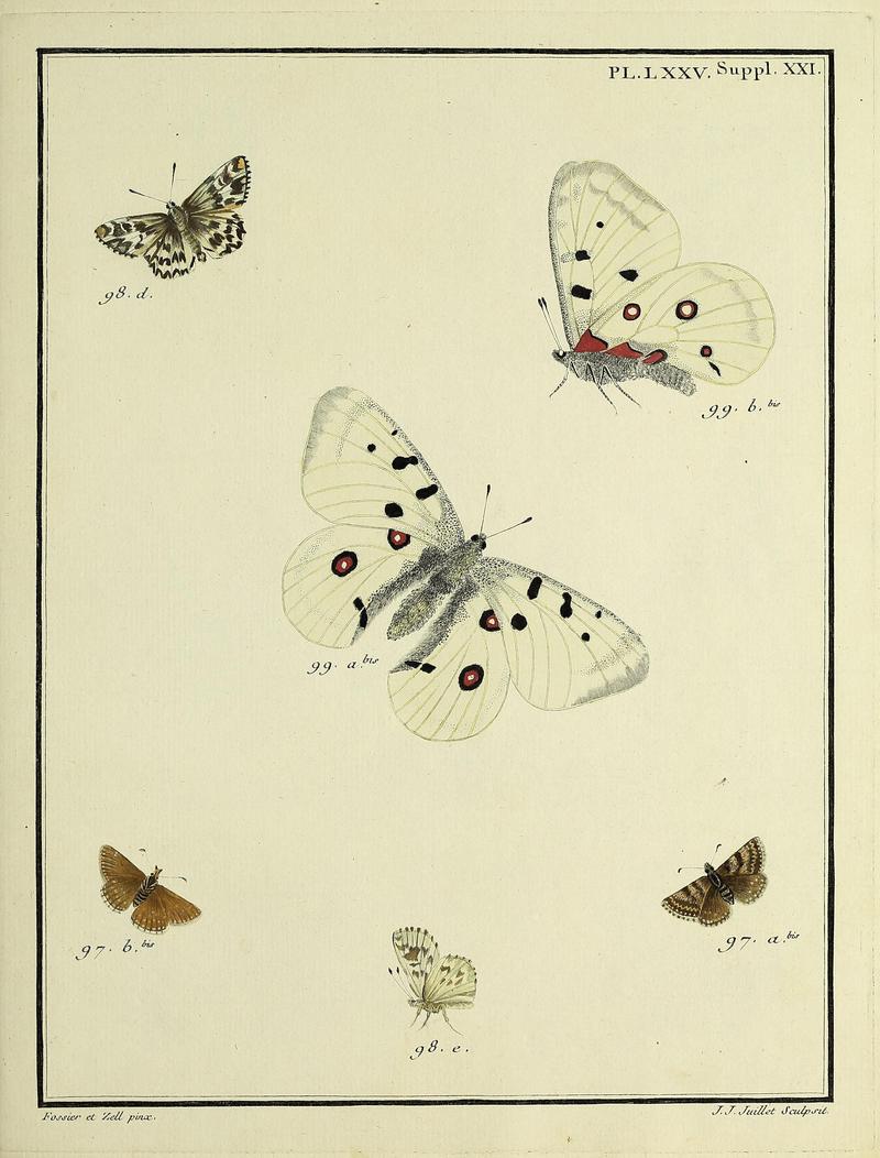 Papillons d'Europe, peints d'après nature.PlateLXXVSupplementXXI