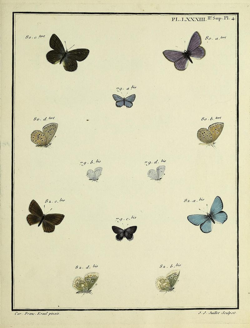 Papillons d'Europe, peints d'après nature.PlateLXXXIII 2 Supplement Plate 4