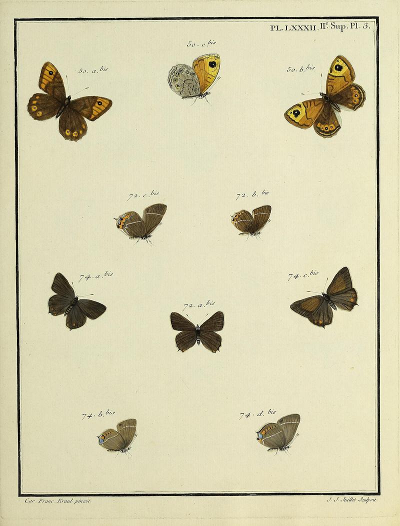 Papillons d'Europe, peints d'après nature.PlateLXXXII 2 Supplement Plate 3