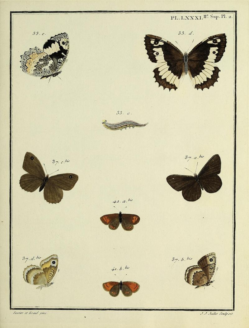 Papillons d'Europe, peints d'après nature.PlateLXXXISupplementIIPlate2