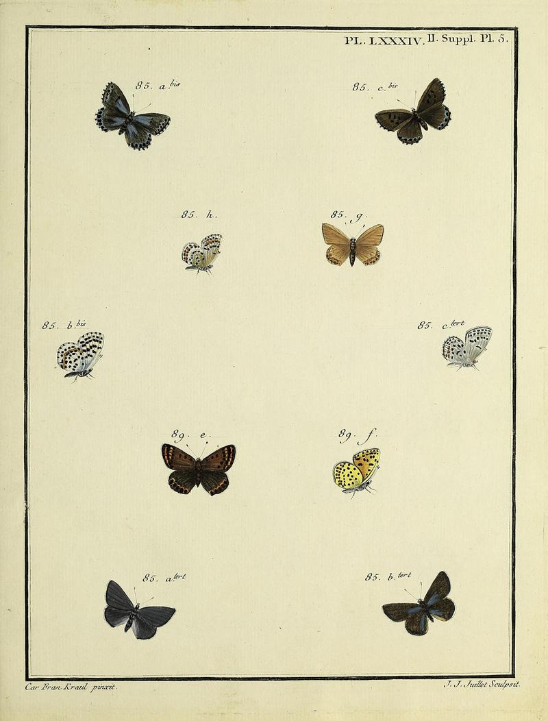 Papillons d'Europe, peints d'après nature.PlateLXXXIV 2 Supplement Plate 5