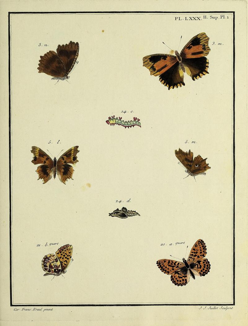 Papillons d'Europe, peints d'après nature.PlateLXXXSupplementIIPlate1