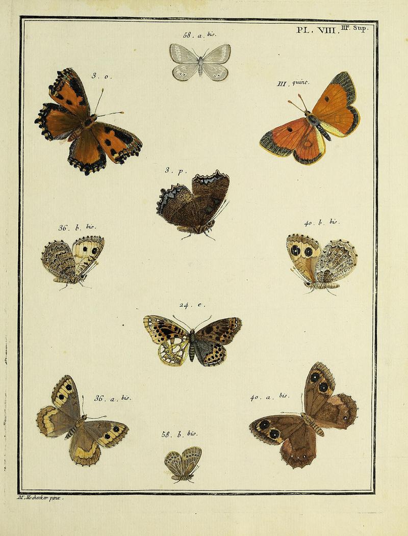 Papillons d'Europe, peints d'après nature.PlateVIII Supplement III