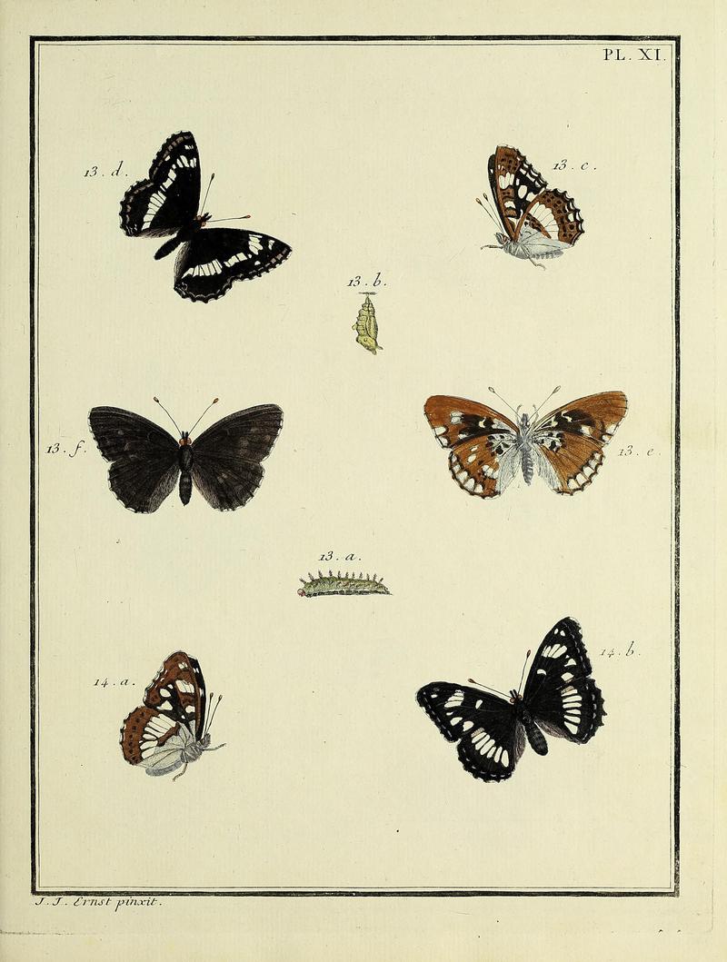 Papillons d'Europe, peints d'après nature.PlateXI