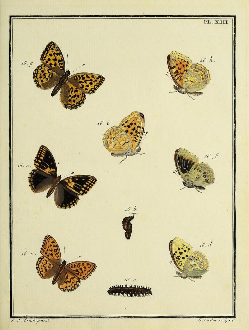 Papillons d'Europe, peints d'après nature.PlateXIII