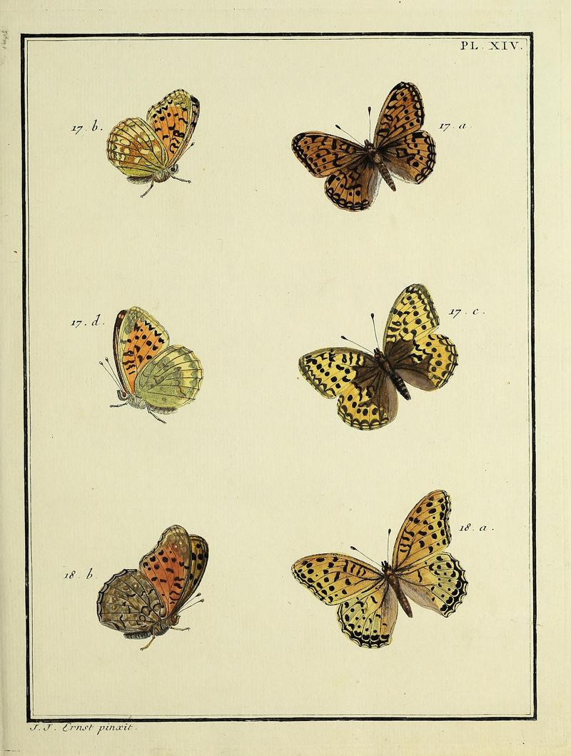 Papillons d'Europe, peints d'après nature.PlateXIV