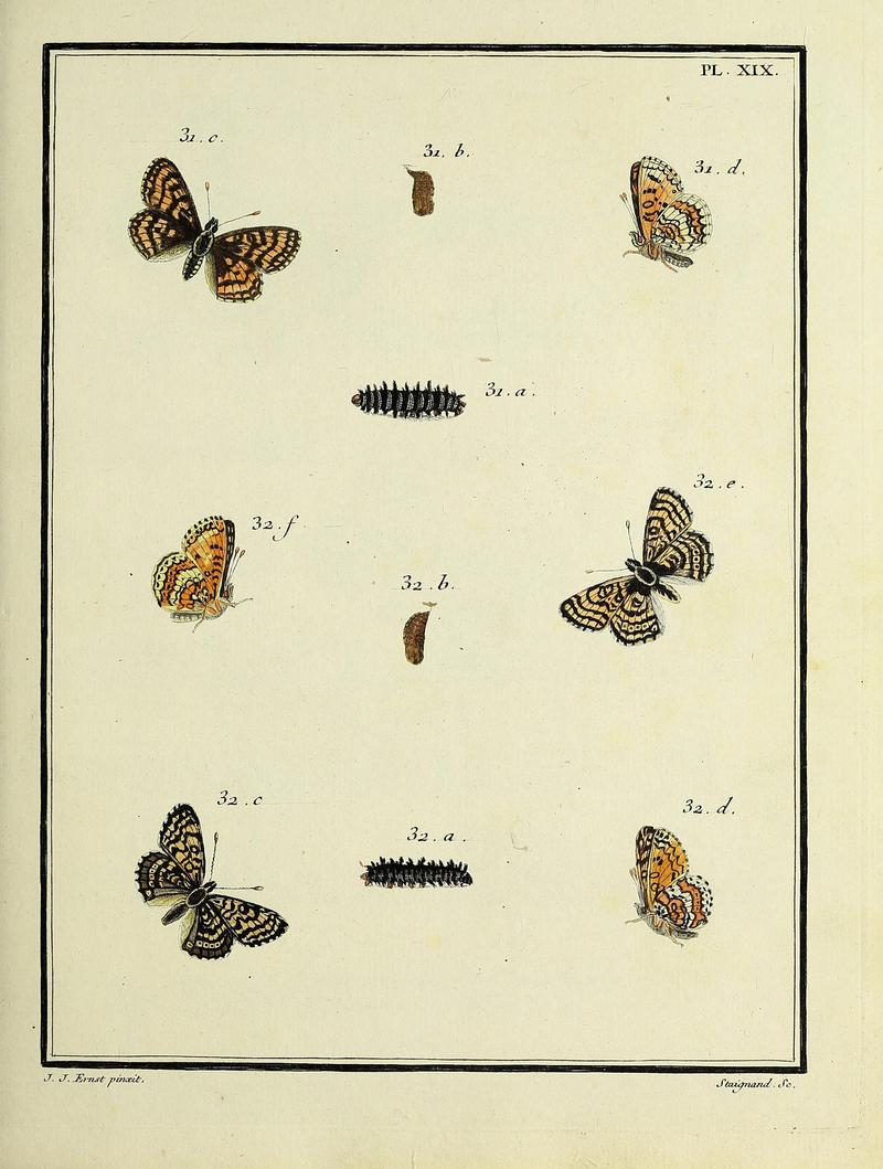 Papillons d'Europe, peints d'après nature.PlateXIX