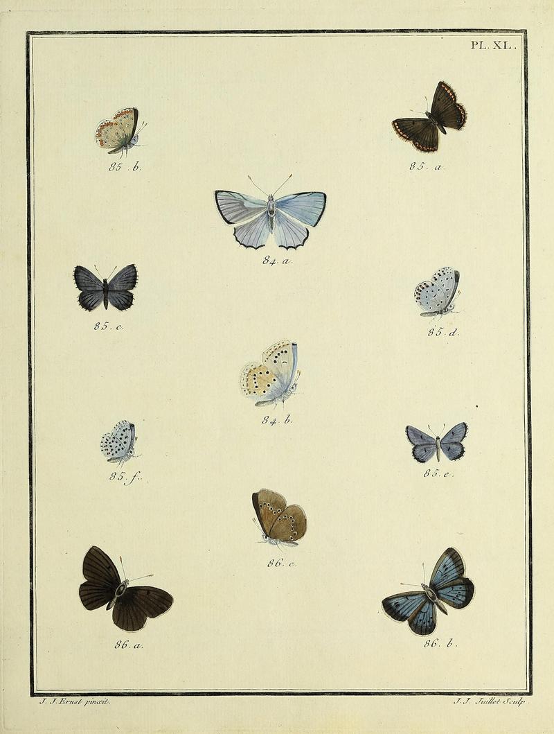 Papillons d'Europe, peints d'après nature.PlateXL