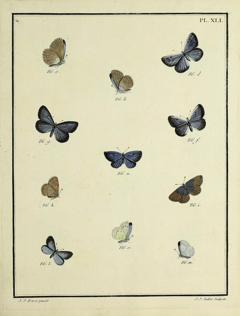 Papillons d'Europe, peints d'après nature.PlateXLI