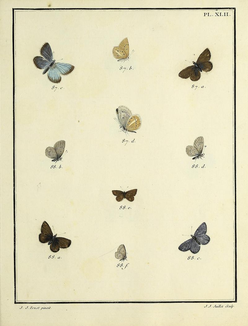 Papillons d'Europe, peints d'après nature.PlateXLII