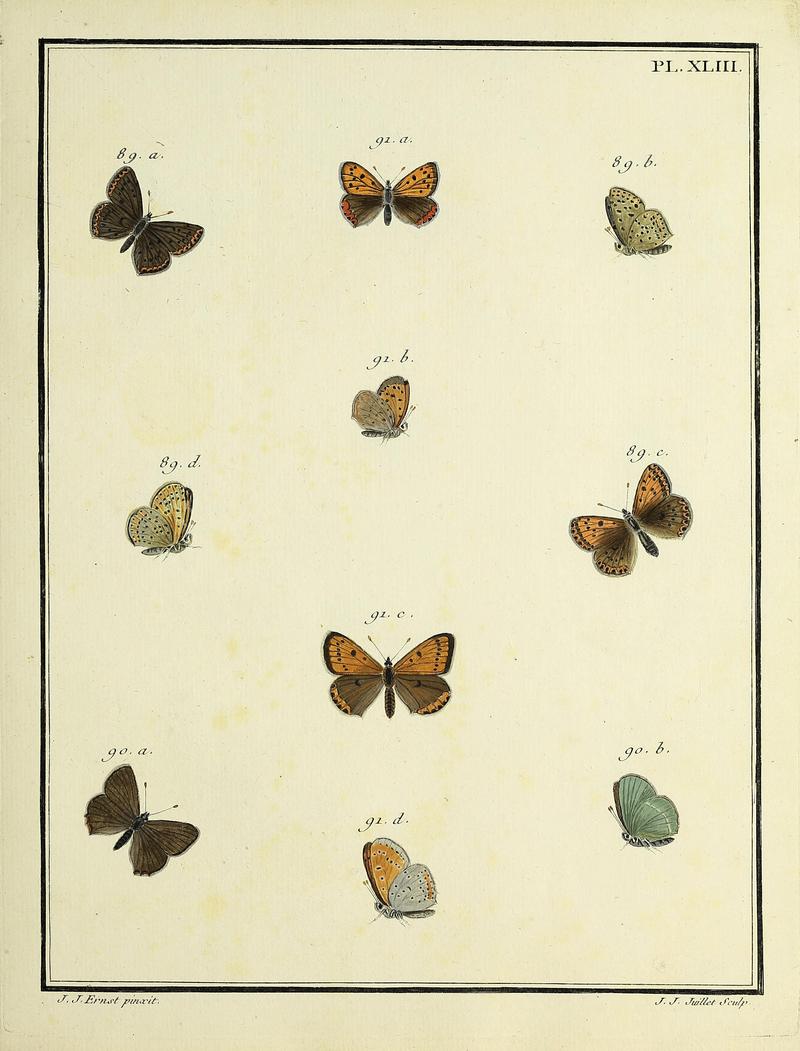 Papillons d'Europe, peints d'après nature.PlateXLIII