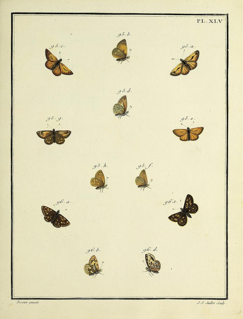 Papillons d'Europe, peints d'après nature.PlateXLV