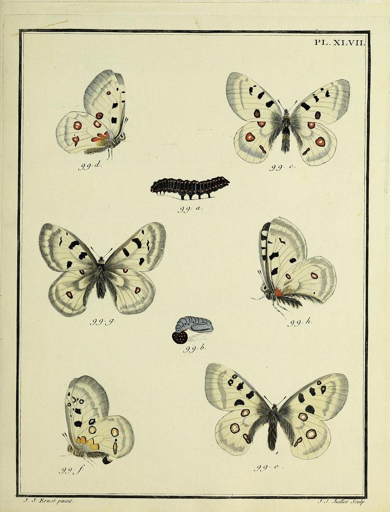 Papillons d'Europe, peints d'après nature.PlateXLVII