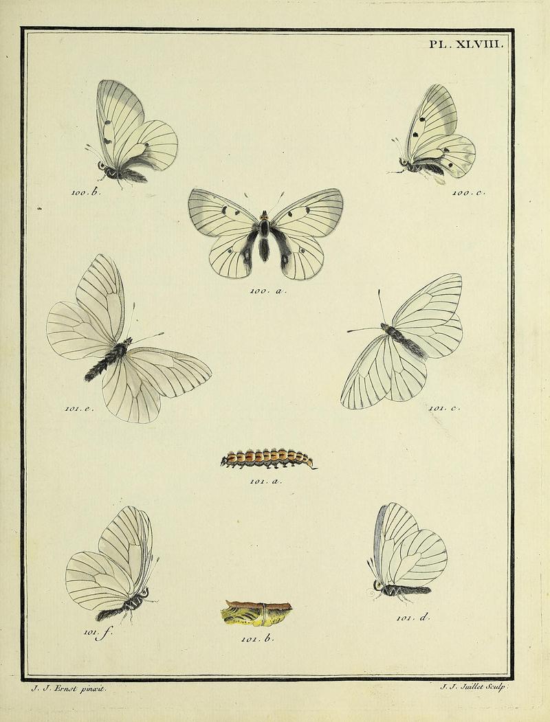 Papillons d'Europe, peints d'après nature.PlateXLVIII