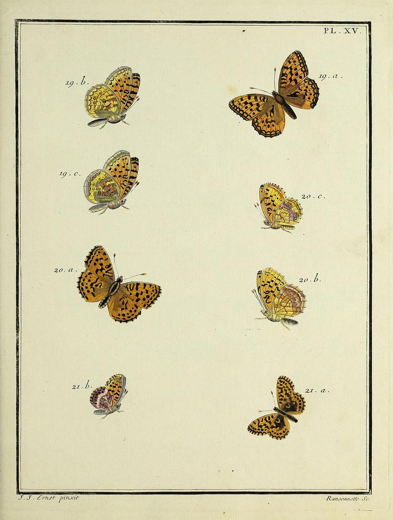 Papillons d'Europe, peints d'après nature.PlateXV