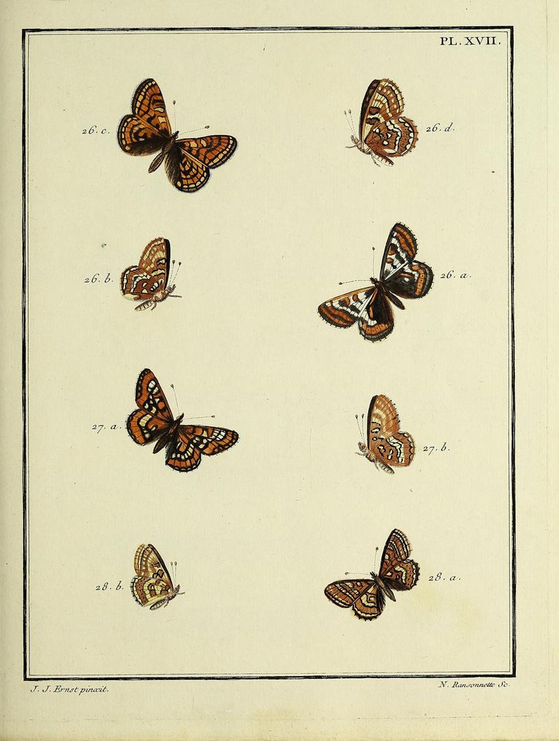 Papillons d'Europe, peints d'après nature.PlateXVII